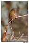 Hummingbird Garden Photo: Violet-Throated Metaltail